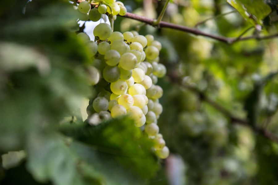 Sistema Prosecco: un anno di battaglie