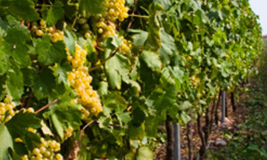 Auguri al Bianco di Custoza