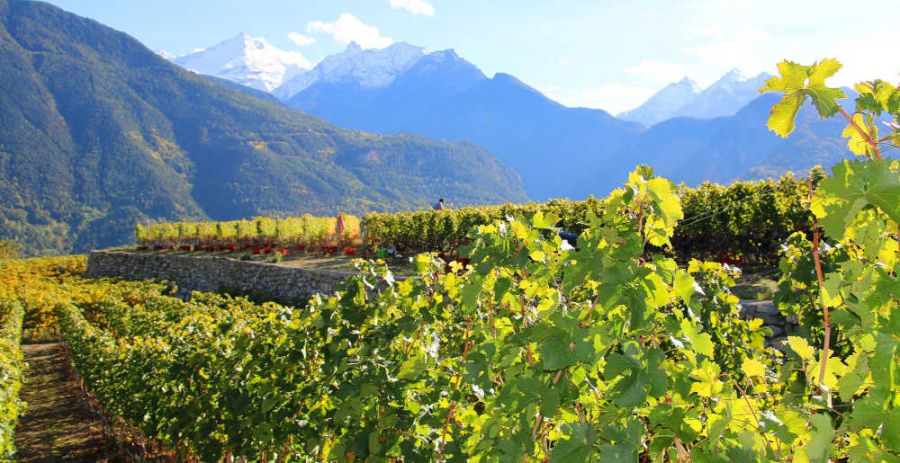 Il vino eroico della Valle d'Aosta