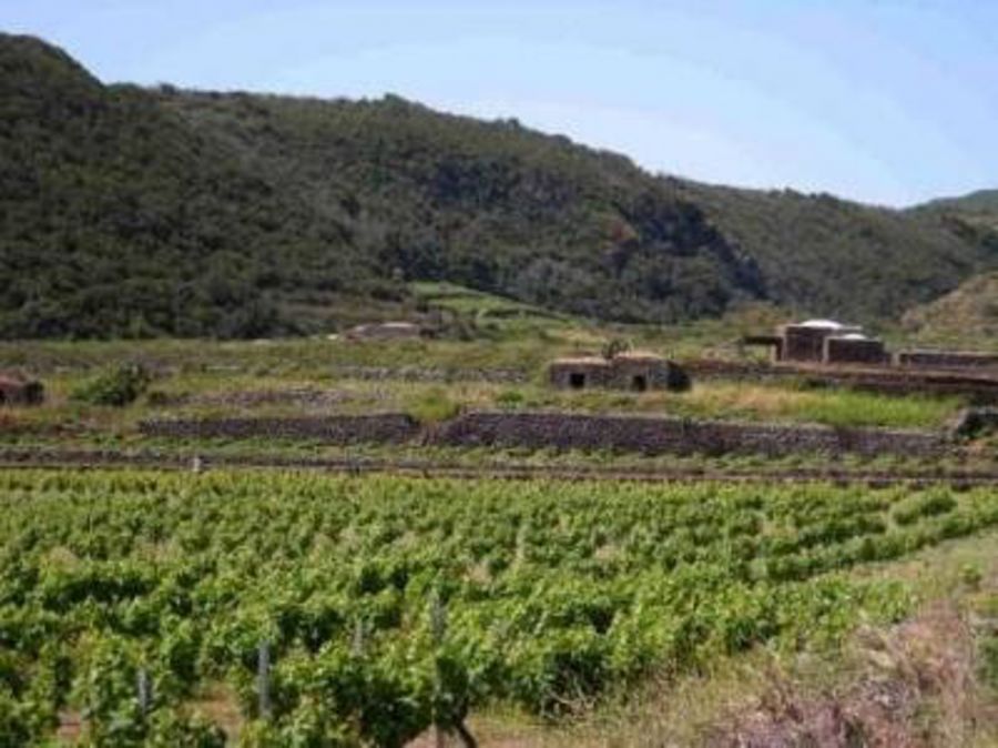 Auguri alla Doc Pantelleria