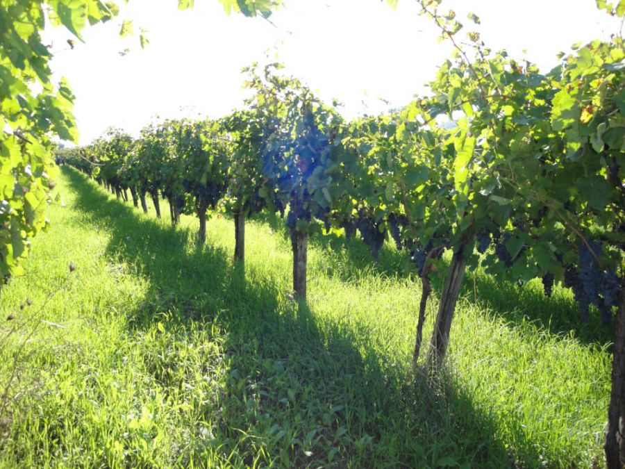 Da oltre un secolo produce il vino buono