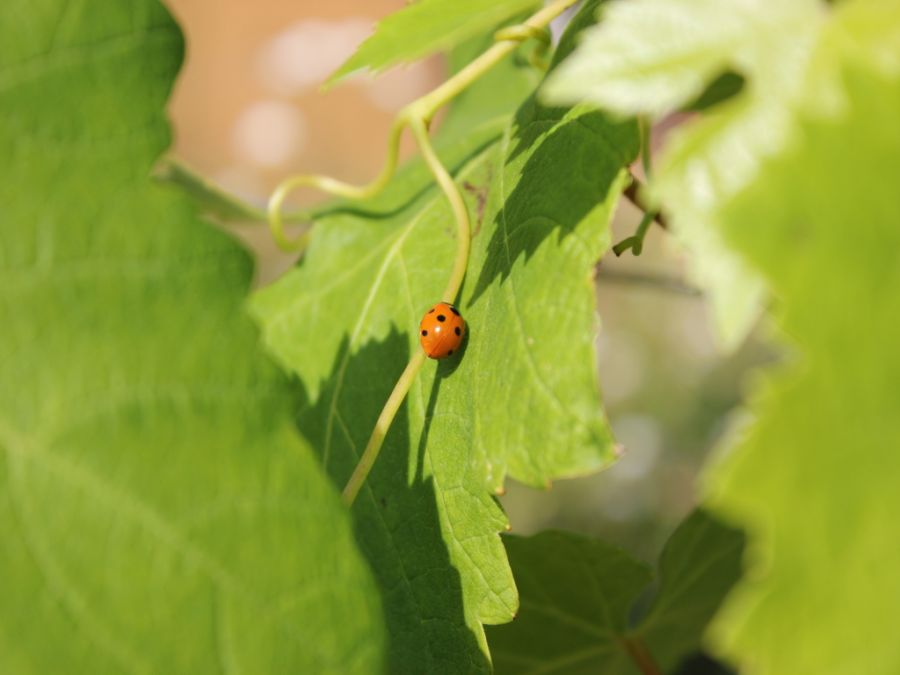 In arrivo il Disciplinare della sostenibilità del settore vitivinicolo