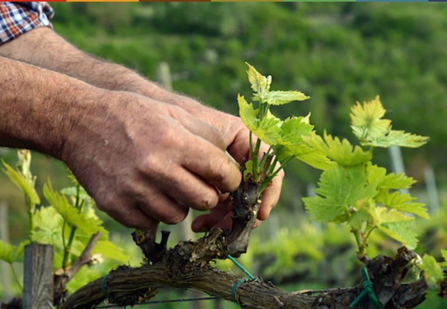 “La Carbon Footprint del vino”: Cantina Salcheto di Montepulciano (SI)