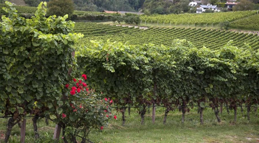 Autunno in Alto Adige, tra vigne e castelli