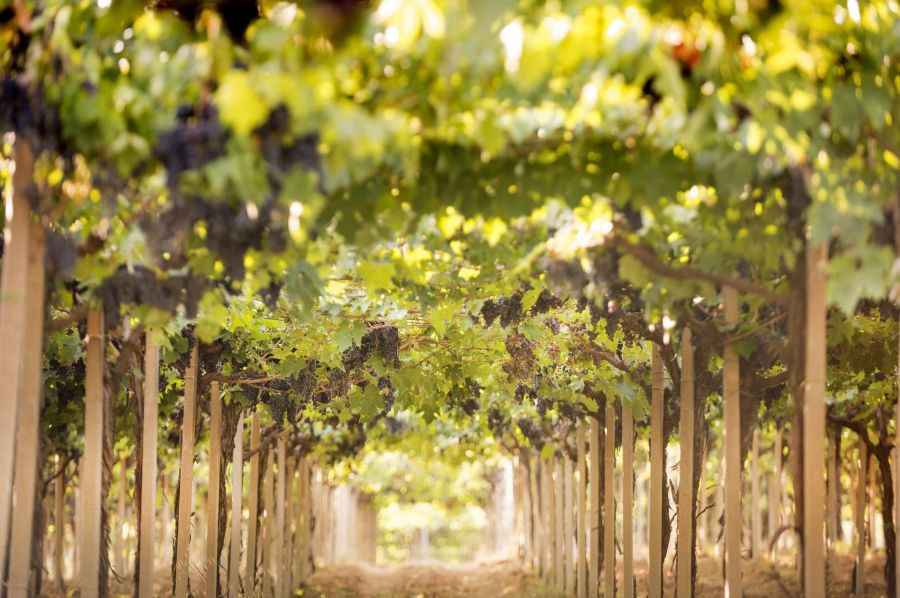 Vini d’Abruzzo a Wine Paris & Vinexpo Paris
