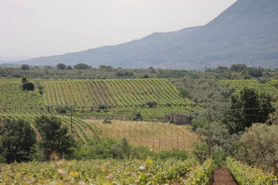 Vino e olio nel rispetto delle tradizioni e del territorio