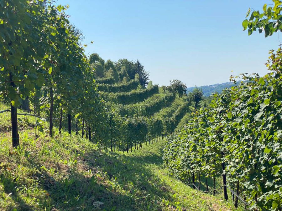 Zinto, il vino della tradizione