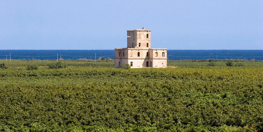 La Vendemmia delle donne a Tenute Rubino