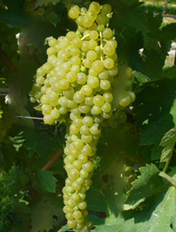 Vignanello
