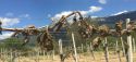 Gelata killer in Abruzzo. Città del Vino sostiene il risarcimento dei territori vitivinicoli colpiti