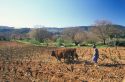 Le vigne del Mandrolisai nel Registro dei Paesaggi storico rurali