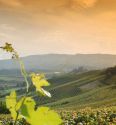 L’importanza del vivaismo viticolo