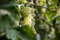 Sistema Prosecco: un anno di battaglie