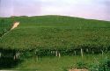Il paesaggio viticolo della Pergola Abruzzese candidato a patrimonio dell'umanità